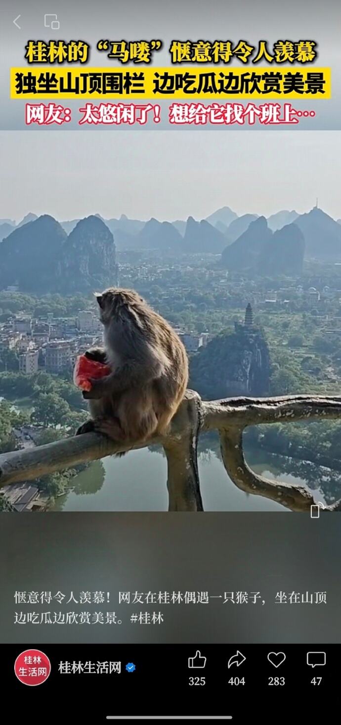 桂林猕猴