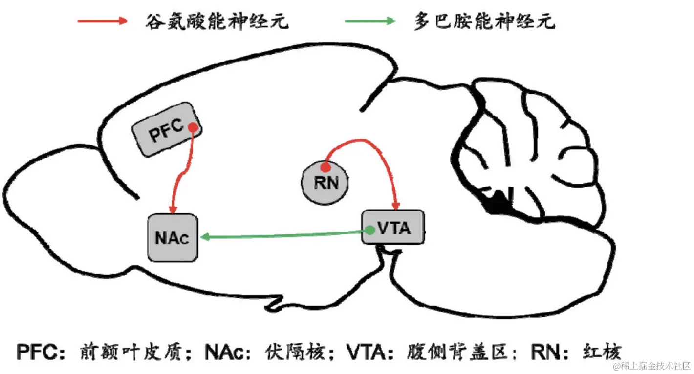 多巴胺受体脱敏过程示意图
