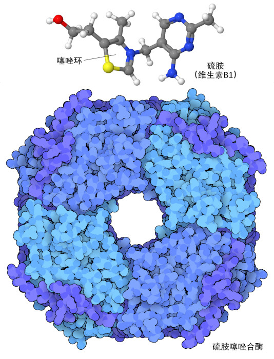 维生素B1分子结构