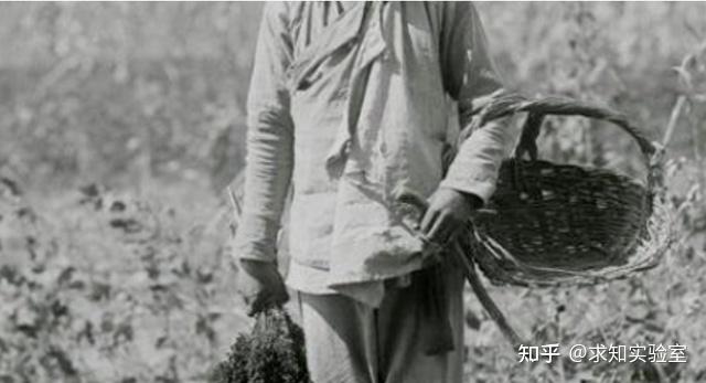 野草般的义和团