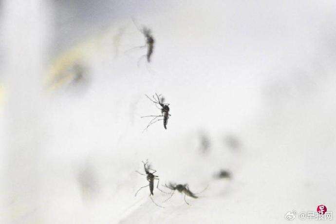 广东佛山基孔肯雅热疫情示意图